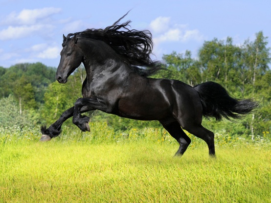 Photo:  black horse